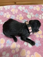 Luna, a female Labradoodle for sale in Benton, IL – Photo 6 of 6