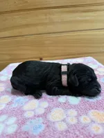 Luna, a female Labradoodle for sale in Benton, IL – Photo 5 of 6