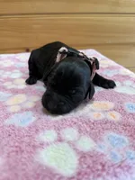 Luna, a female Labradoodle for sale in Benton, IL – Photo 3 of 6