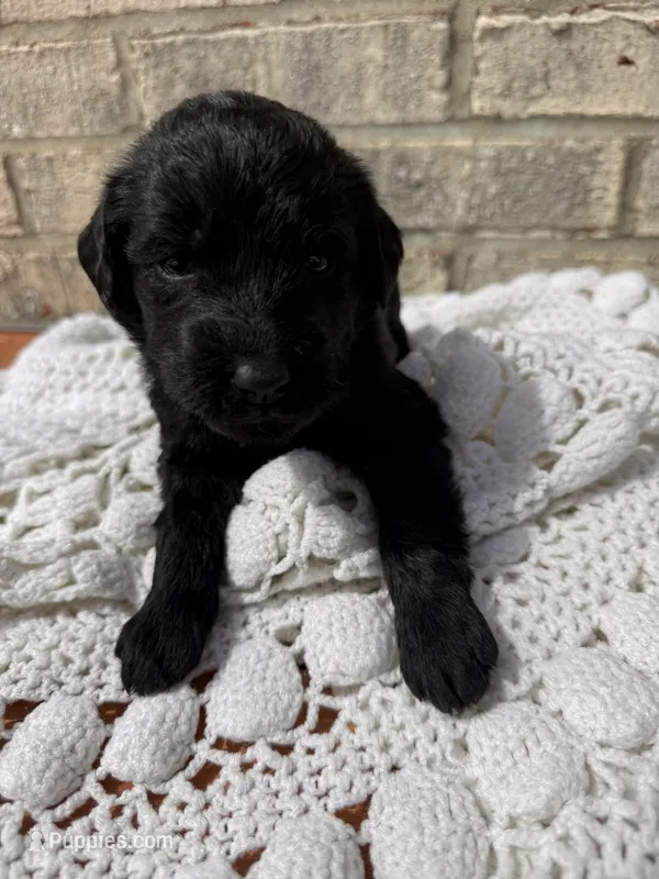 Luna – Labradoodle puppy for sale in Benton, IL