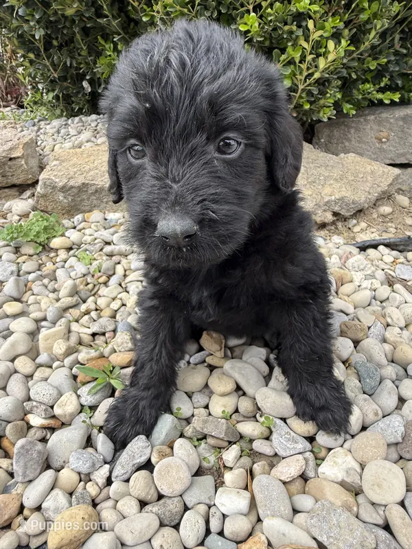 Luna – Labradoodle puppy for sale in Benton, IL