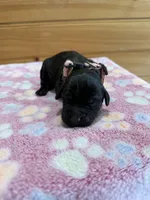 Luna, a female Labradoodle for sale in Benton, IL – Photo 4 of 6