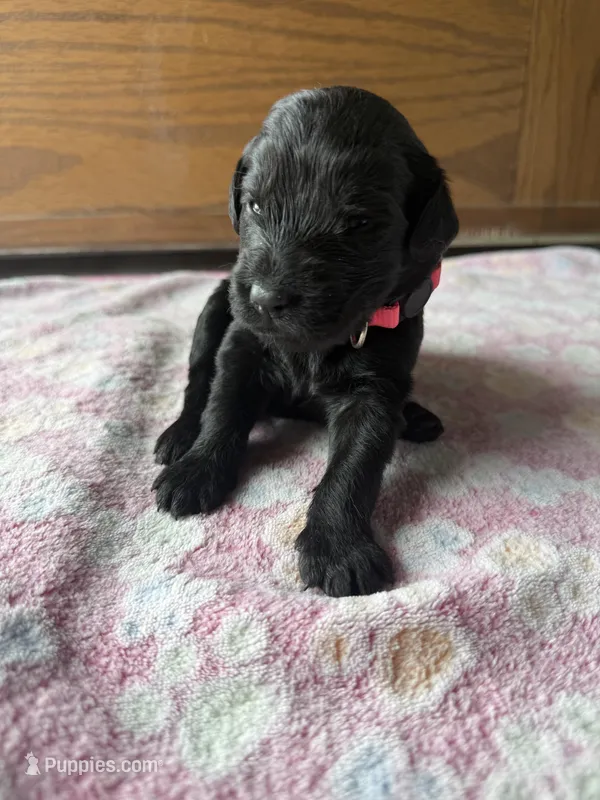 Luna – Labradoodle puppy for sale in Benton, IL