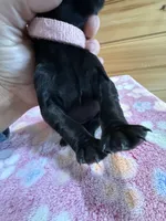 Luna, a female Labradoodle for sale in Benton, IL – Photo 2 of 6