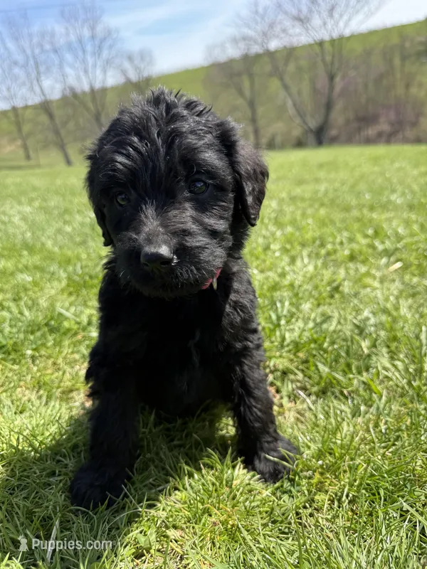 Luna – Labradoodle puppy for sale in Benton, IL