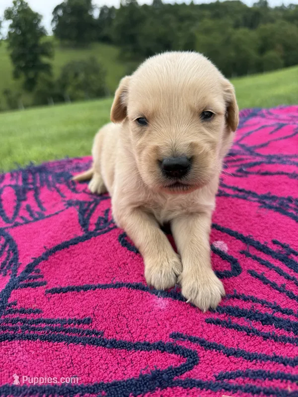Benji – Golden Retriever puppy for sale in Benton, IL