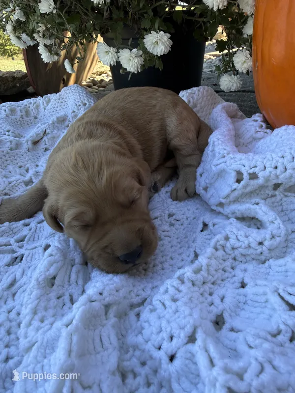 Buzz – Goldendoodle puppy for sale in Benton, IL