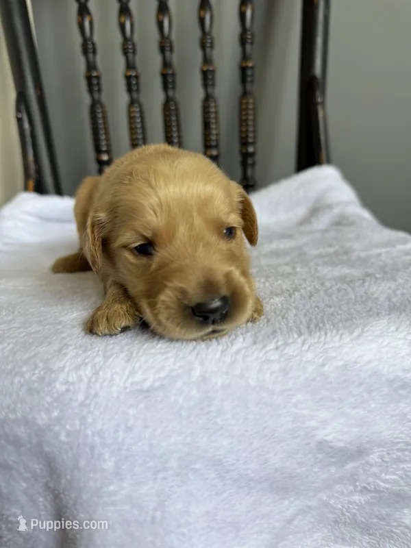 River – Golden Retriever puppy for sale in Benton, IL
