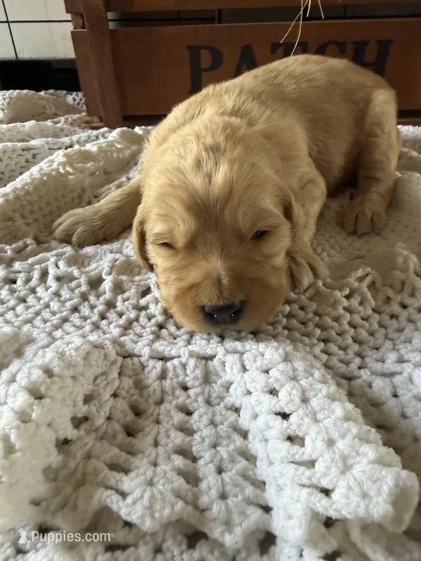 Woody – Goldendoodle puppy for sale in Benton, IL