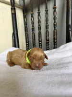Shadow, a male Golden Retriever for sale in Benton, IL – 1 of 6