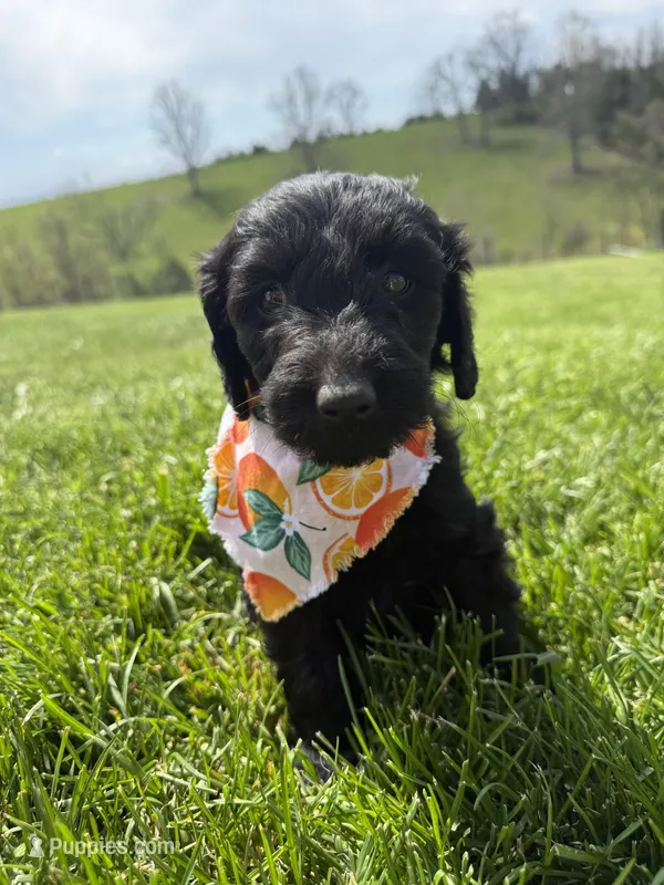 Violet  – Labradoodle puppy for sale in Benton, IL