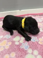 Violet , a male Labradoodle for sale in Benton, IL – Photo 2 of 4