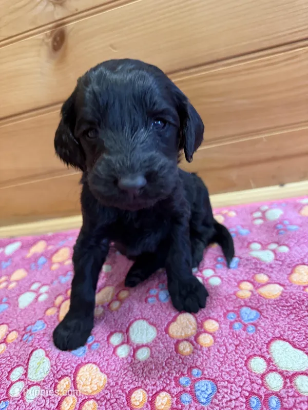 Violet  – Labradoodle puppy for sale in Benton, IL