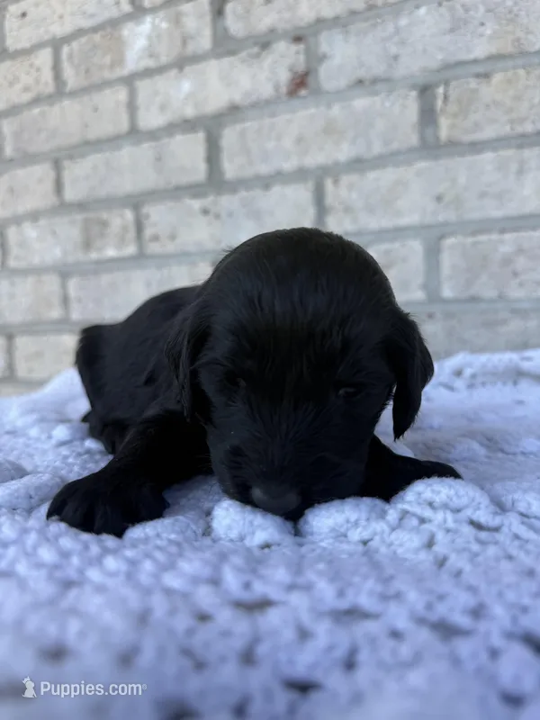 Violet  – Labradoodle puppy for sale in Benton, IL