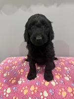 Violet , a female Labradoodle for sale in Benton, IL – Photo 1 of 4