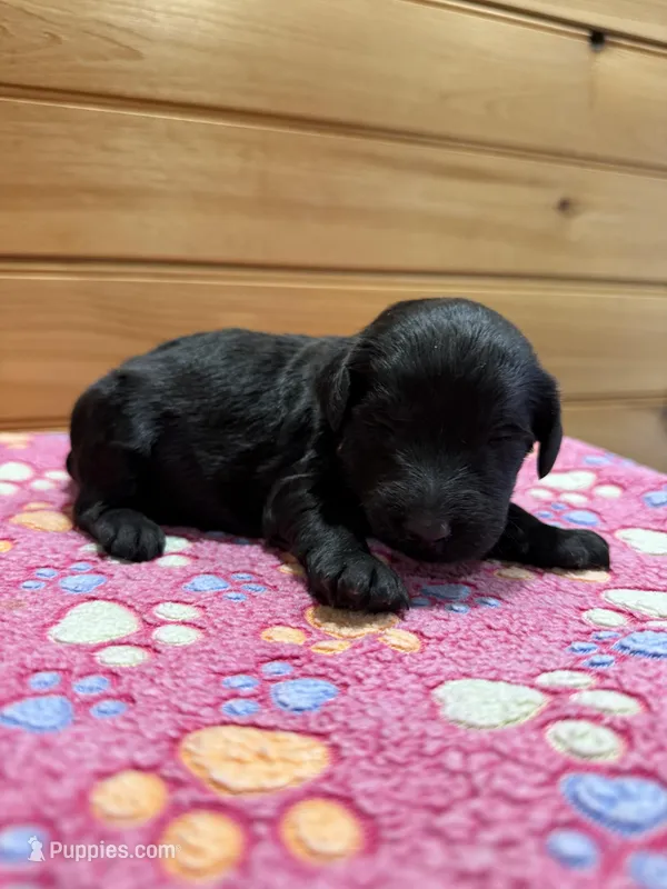 Violet  – Labradoodle puppy for sale in Benton, IL
