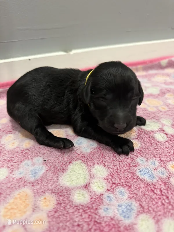 Violet  – Labradoodle puppy for sale in Benton, IL