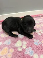 Violet , a male Labradoodle for sale in Benton, IL – Photo 1 of 4