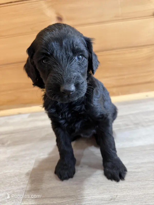 Violet  – Labradoodle puppy for sale in Benton, IL