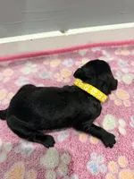 Violet , a male Labradoodle for sale in Benton, IL – Photo 3 of 4