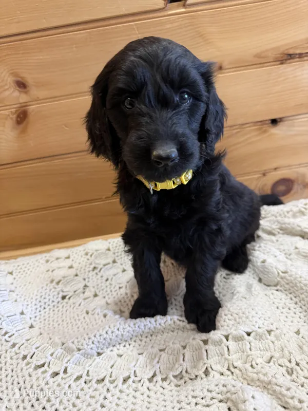 Violet  – Labradoodle puppy for sale in Benton, IL