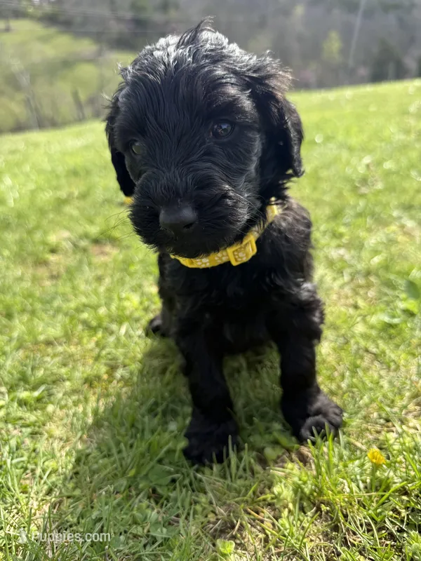 Violet  – Labradoodle puppy for sale in Benton, IL
