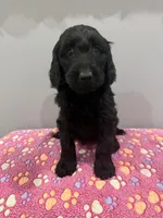 Violet , a female Labradoodle for sale in Benton, IL – Photo 2 of 4