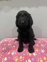 Violet , a female Labradoodle for sale in Benton, IL – Photo 3 of 4