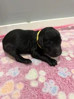 Violet , a male Labradoodle for sale in Benton, IL – Photo 4 of 4