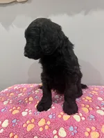 Violet , a female Labradoodle for sale in Benton, IL – Photo 4 of 4