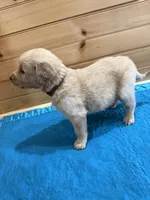 Tucker, a male Golden Retriever for sale in Benton, IL – Photo 4 of 4