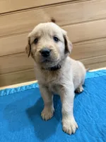 Tucker, a male Golden Retriever for sale in Benton, IL – Photo 1 of 4