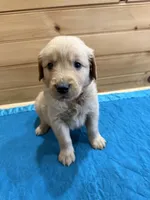 Tucker, a male Golden Retriever for sale in Benton, IL – Photo 2 of 4