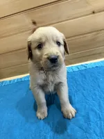 Tucker, a male Golden Retriever for sale in Benton, IL – Photo 3 of 4