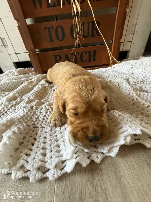 Buzz – Goldendoodle puppy for sale in Benton, IL