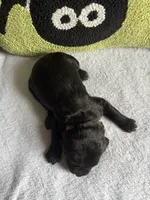 Stormy, a  Labradoodle for sale in Benton, IL – 3 of 4