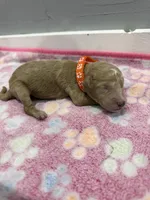 Bolt, a male Labradoodle for sale in Benton, IL – Photo 4 of 5