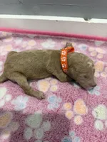 Bolt, a male Labradoodle for sale in Benton, IL – Photo 5 of 5