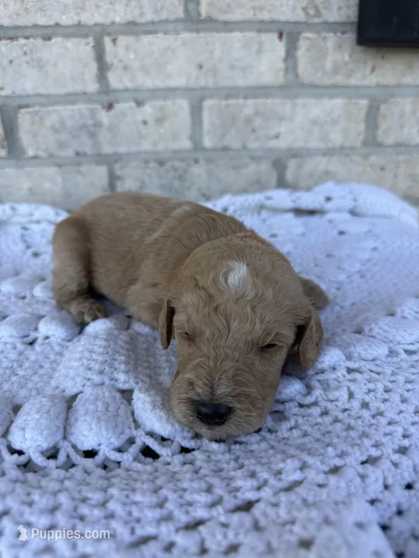 Bolt – Labradoodle puppy for sale in Benton, IL