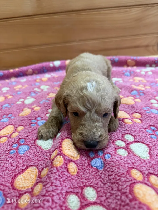 Bolt – Labradoodle puppy for sale in Benton, IL