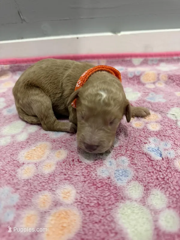 Bolt – Labradoodle puppy for sale in Benton, IL