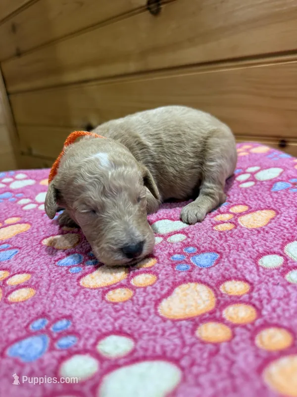 Bolt – Labradoodle puppy for sale in Benton, IL