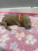 Bolt, a male Labradoodle for sale in Benton, IL – Photo 3 of 5