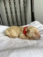 Benji, a male Golden Retriever for sale in Benton, IL – 5 of 5
