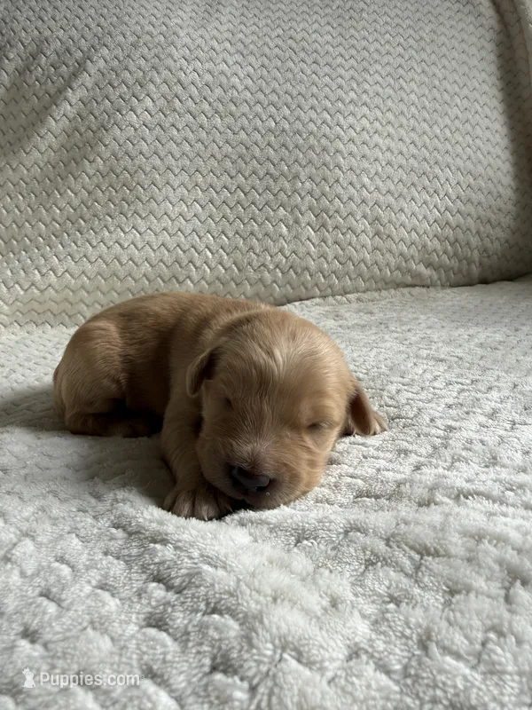 Roscoe – Golden Retriever puppy for sale in Benton, IL