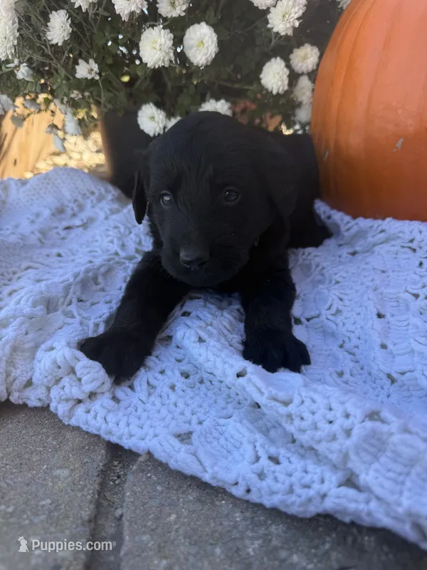 Pepper – Labradoodle puppy for sale in Benton, IL