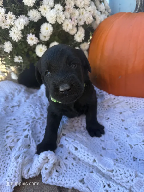 Jet – Labradoodle puppy for sale in Benton, IL