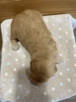 Honey, a female Goldendoodle for sale in Benton, IL – 5 of 5