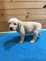 Goldie, a female Golden Retriever for sale in Benton, IL – Photo 4 of 4