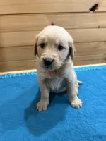 Goldie, a female Golden Retriever for sale in Benton, IL – Photo 1 of 4